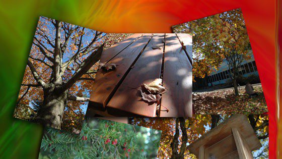Saskia van Es – Fall Collage