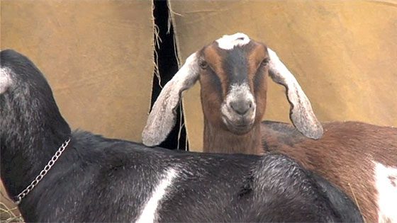 The Journal Episode 4 – April 14, 2011